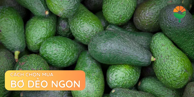 Cách chọn mua bơ dẻo ngon