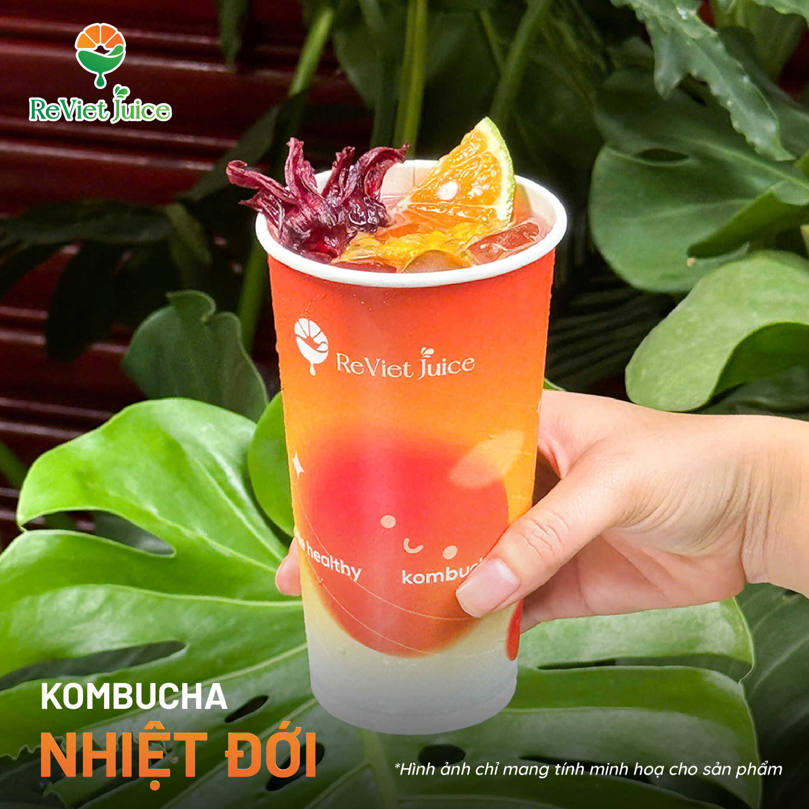 Công dụng của Kombucha?