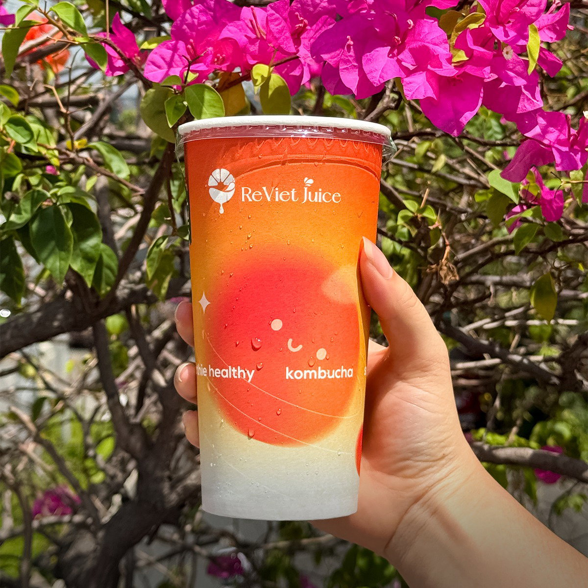 Trà Kombucha