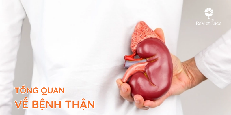 Tổng quan về bệnh thận