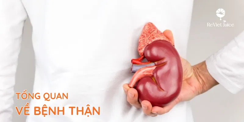 Tổng quan về bệnh thận